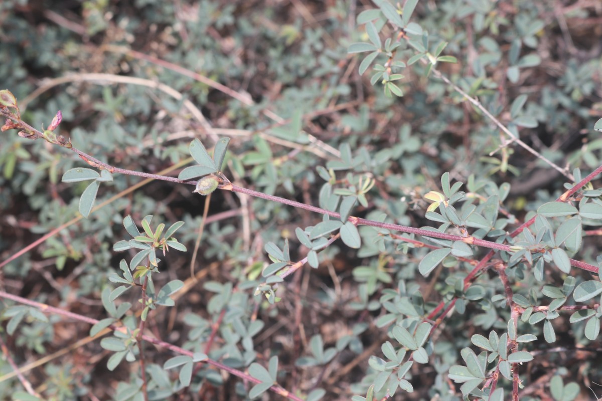 Aphyllodium biarticulatum (L.) Gagnep.